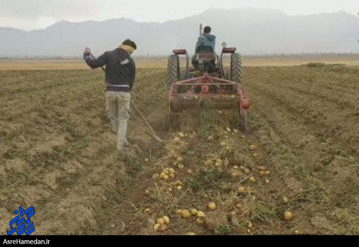 برداشت محصول سیب زمینی در نهاوند/ نبود صنایع تبدیلی مشکل اصلی کشاورزان
