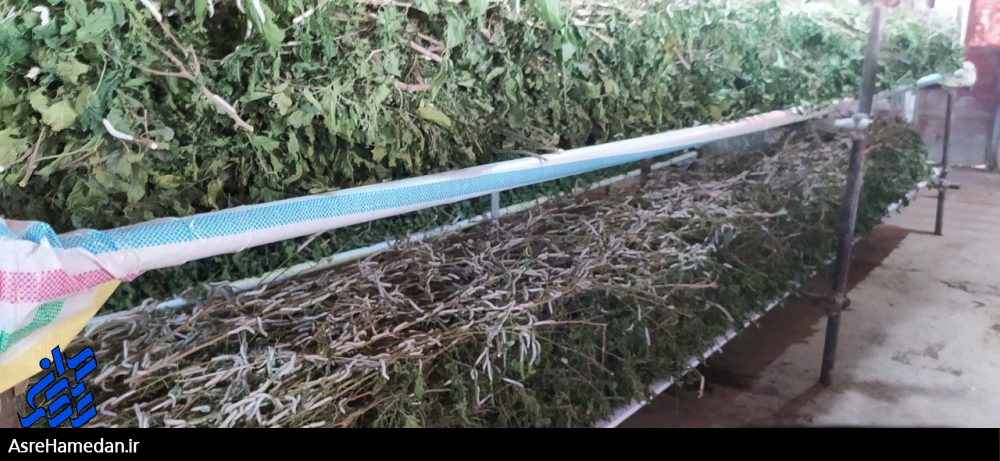 تحقق شعار اشتغال‌زایی و تولید در مزرعه پرورش کرم ابریشم ملایر+ تصاویر