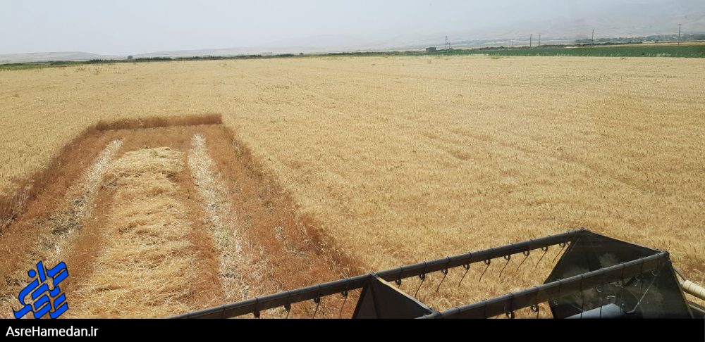 برداشت خوشه های طلایی گندم در نهاوند/ پیش بینی تولید ۶۰ هزار تن گندم در شهرستان+ تصاویر