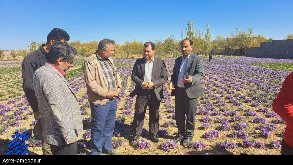 اختصاص ۲۱هکتار از اراضی شهرستان بهار به کشت زعفران