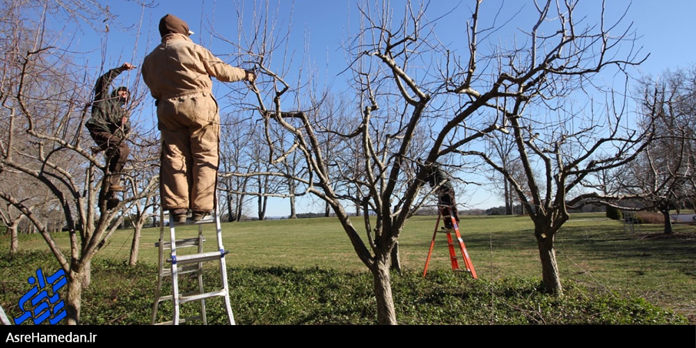 آغاز هرس و بازپیرایی زمستانه درختان سطح شهر