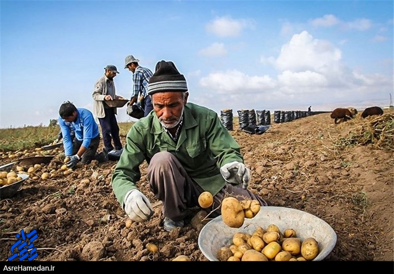 کشاورزان دیگر تمایلی به کشت دوم ندارند/ بهاری ها باعث مکانیزه شدن کشاورزی دیگر مناطق شده اند