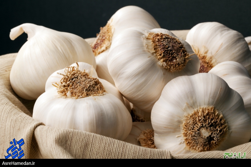 پیگیری ویژه جهانی شدن سیر همدان توسط ادارات جهاد، صمت و تعاونی سیرکاران