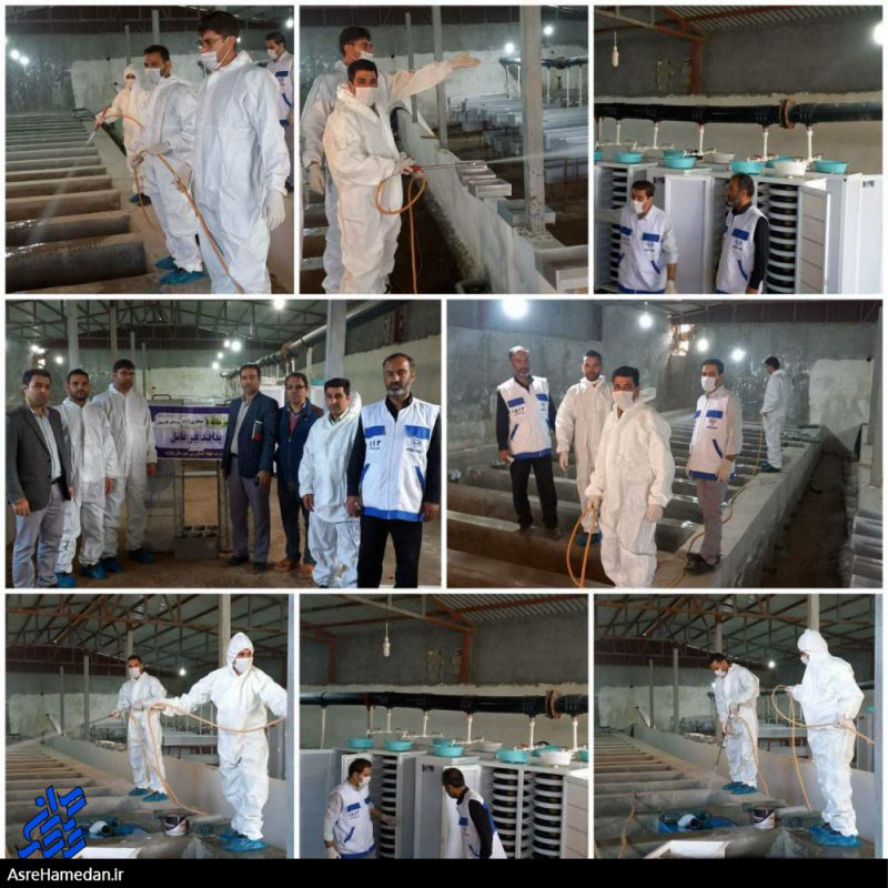 اجرای مانور پدافند غیرعامل با محوریت بیماری VHS توسط دامپزشکی نهاوند