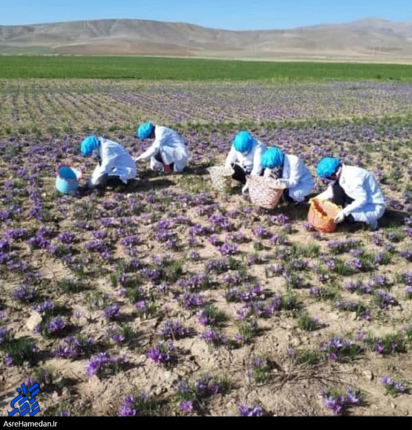 احیای کشت زعفران در تویسرکان؛ جهشی برای تولید و تحولی در اقتصاد شهرستان/طلای سبز و سرخ تویسرکانی ها در بازارهای جهانی می درخشد+تصاویر