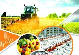 ابلاغ ۳۰۰ میلیارد تومان اعتبار در سال جاری/ سیب‌زمینی و سیر در اولویت برای جذب سرمایه‌گذار خارجی