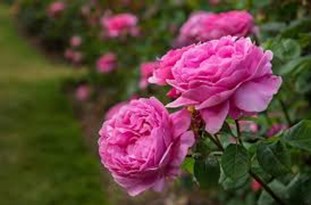 استقبال دیار کریم‌خان زند از «گل محمدی»